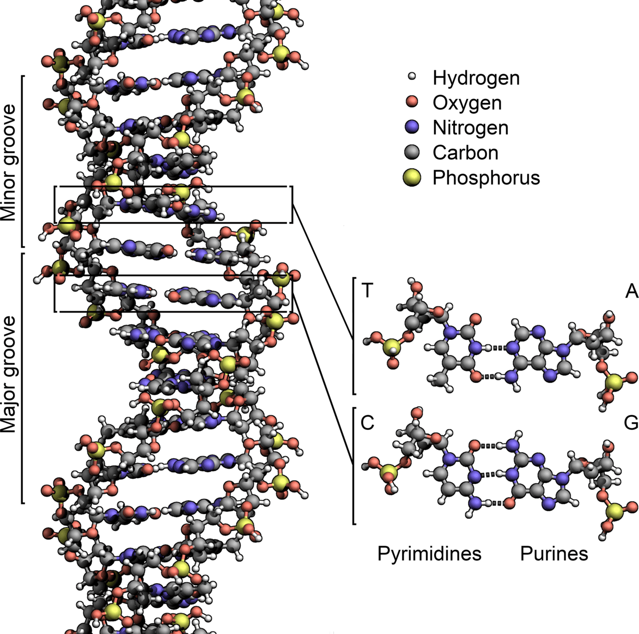 DNA